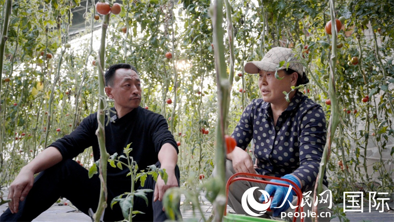 李全生与农户贾海莲讨论如何拓宽西红柿销路。人民网记者 张荣摄