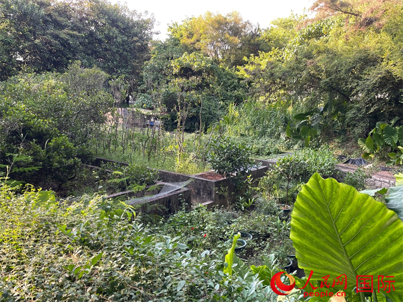 福田红树林自然保护区。人民网 马泰奥·凯尔奇摄