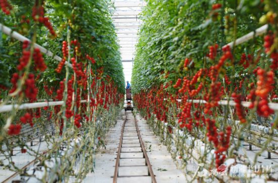 5月26日，在新疆高新植物工厂科技开发股份有限公司生产基地，红彤彤的西红柿惹人喜爱。