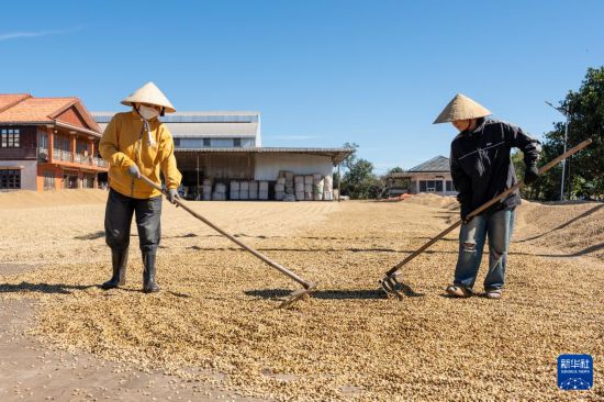 农民在老挝占巴塞省一处咖啡种植园晾晒咖啡豆（2025年12月18日摄）。新华社发（凯乔摄）