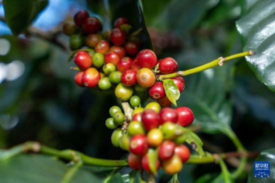 这是在老挝占巴塞省一处咖啡种植园拍摄的咖啡豆（2025年12月17日摄）。新华社发（凯乔摄）