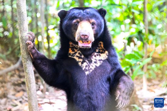 这是1月19日在马来西亚沙巴州东海岸城市山打根郊外的婆罗洲马来熊保育中心拍摄的一只马来熊。新华社记者 程一恒 摄