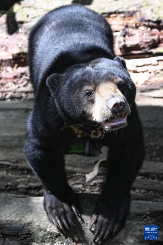 这是1月19日在马来西亚沙巴州东海岸城市山打根郊外的婆罗洲马来熊保育中心拍摄的一只马来熊。新华社记者 程一恒 摄