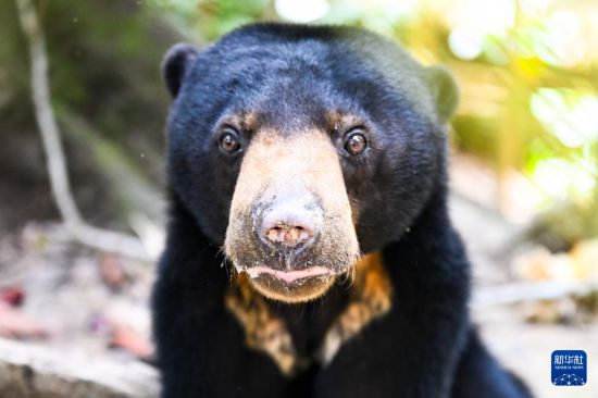 这是1月19日在马来西亚沙巴州东海岸城市山打根郊外的婆罗洲马来熊保育中心拍摄的一只马来熊。新华社记者 程一恒 摄