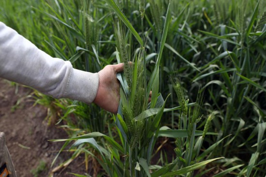 2022年3月14日,农民在埃及盖勒尤卜省的农田中展示麦穗。新华社发(艾哈迈德·戈马摄)